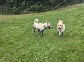 Stunning rare apricot German shepherd for stud only