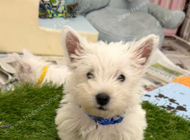 West Highland Terrier Pups