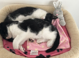 Last kittens or the litter
