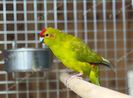 Kakarikis