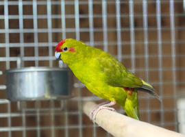 Kakarikis