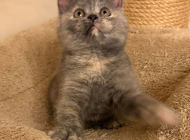 Tica Cinnamon carrier blue cream female