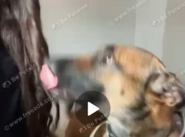 Female malanois unspayed