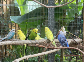Budgies for sale