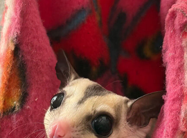White face normal sugar gliders males