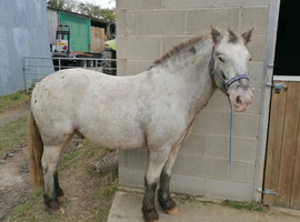 SUPER SWEET PONY CLUB PONY