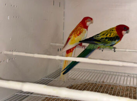 Proven breeding pairs off rosellas re advertised due to time wasters