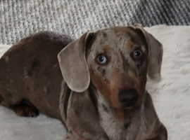 Rolo