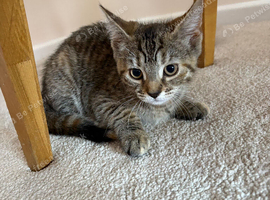 Kittens 11weeks old