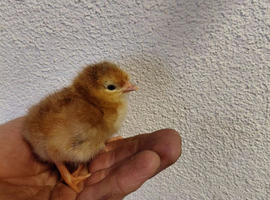 Day old rhode island red  chicks