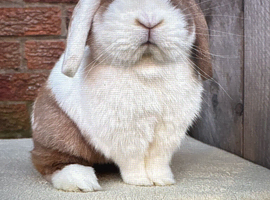 Adult mini lop buck