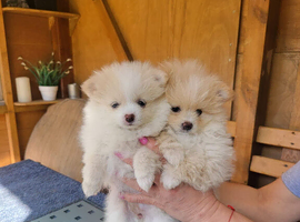 KC Line Pomeranian Puppies &ndash; Ready Early May | Vaccinated & Microchipped