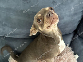 Kc lilac 4 year old girl
