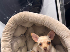 Chihuahua puppy