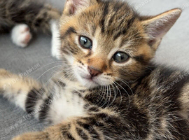 Beautiful male kitten