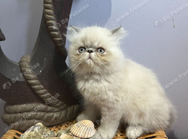 Ready Now. 3 blue colourpoint Persian kittens (M)
