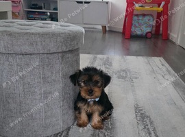 Yorkie for sale