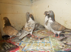 WOLVHAMTON TUBLERS FOR SALE ..