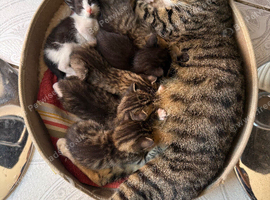 Mixbreed Kittens