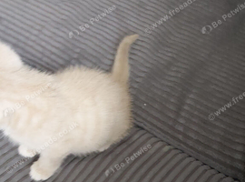Cream bsh Cross male kitten needs loving forever home