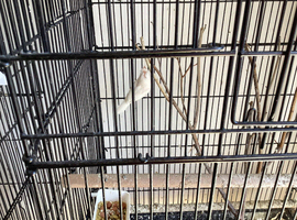 White albino crested Bengalese finch &pound;8