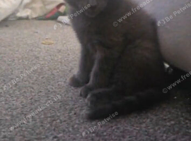 2 kittens ready for new homes.