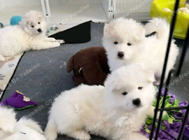 Healthy Samoyed Puppies For Sale