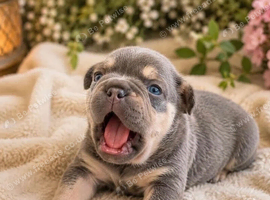 Beautiful French Bulldog Puppies