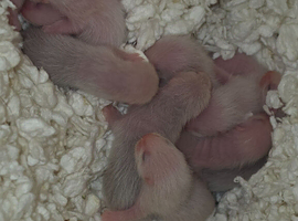 Silver ferret kits!