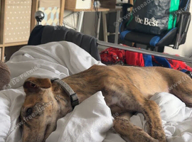 Scooby the lurcher