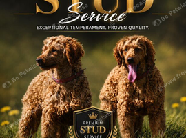 Kc health tested red miniature poodle stud