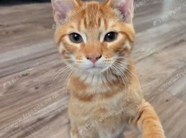 Pixie bob mixed kittens ready now