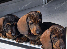 Home Raised Standard Dachshund