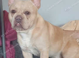 Proven kc registered French bulldog for stud