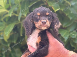 Cocker spaniel puppies