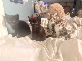 Four kittens