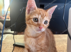 Kitten for sale
