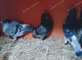 X4 pigeons for sale &pound;10 each