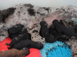 Health tested miniature poodle puppies