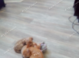 2 little boys for sale