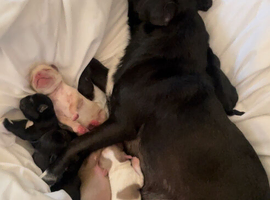 6 adorable babies, loving homes only!