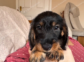 5 Standard Wire Haired Daschunds