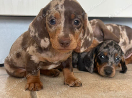 Isabella dachshund puppies