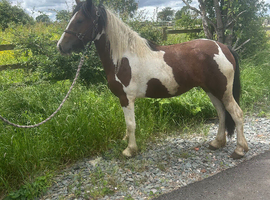 Lovely 2year old filly for sale