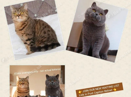 Registered kittens coming soon ️