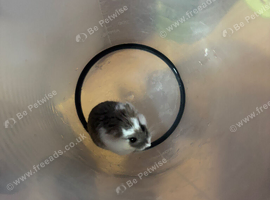 Campbell Hamster