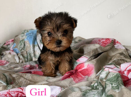 Beautiful Yorkshire terrier puppies