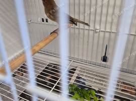 Diamorhic female canary