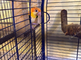 Baby, very beautiful white belly cake boy for sale