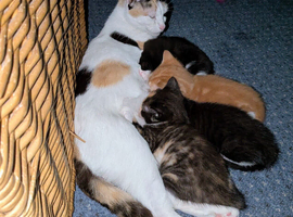 Beautiful ragdoll x kittens